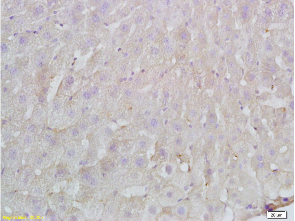 Formalin-fixed and paraffin embedded Rat liver labeled with Anti-FBN1/fibrillin 1 Polyclonal Antibody, Unconjugated (bs-1157R) at 1:200 followed by conjugation to the secondary antibody and DAB staining.