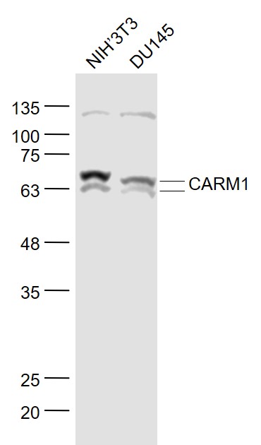 Lane 1: NIH/3T3 cell lysates; Lane 2: DU145 cell lysates probed with CARM1 Polyclonal Antibody, Unconjugated (bs-4098R) at 1:1000 dilution and 4˚C overnight incubation. Followed by conjugated secondary antibody incubation at 1:20000 for 60 min at 37˚C.