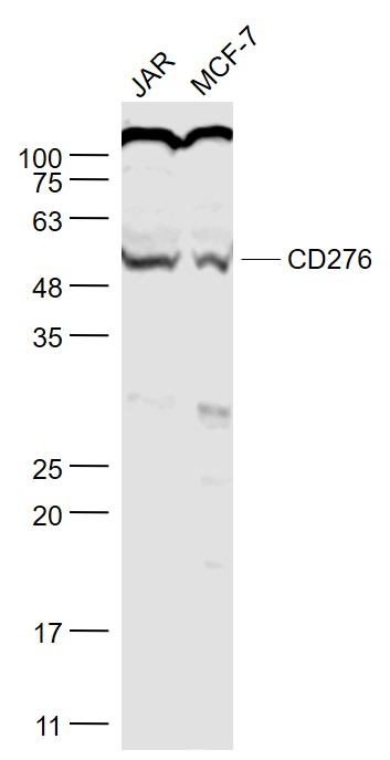 Lane 1:JAR cell lysates;Lane 2: MCF-7 cell lysates probed with CD276 Polyclonal Antibody, Unconjugated (bs-11019R) at 1:1000 dilution and 4˚C overnight incubation. Followed by conjugated secondary antibody incubation at 1:20000 for 60 min at 37˚C.