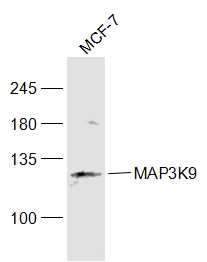 MCF-7 cell lysates probed with MAP3K9 Polyclonal Antibody, Unconjugated (bs-10424R) at 1:1000 dilution and 4˚C overnight incubation. Followed by conjugated secondary antibody incubation at 1:20000 for 60 min at 37˚C.