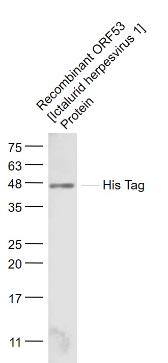 Recombinant ORF53 [Ictalurid herpesvirus 1] Protein lysates probed with His Tag Polyclonal Antibody, Unconjugated (bs-10582R) at 1:1000 dilution and 4˚C overnight incubation. Followed by conjugated secondary antibody incubation at 1:20000 for 60 min at 37˚C.