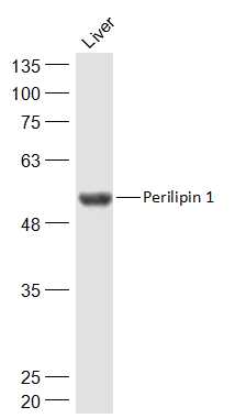 Mouse Liver lysates probed with Perilipin 1 Polyclonal Antibody, Unconjugated (bs-10779R) at 1:500 dilution and 4˚C overnight incubation. Followed by conjugated secondary antibody incubation at 1:20000 for 60 min at 37˚C.