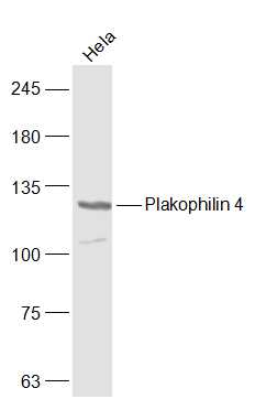 Hela cell lysates probed with Plakophilin 4 Polyclonal Antibody, Unconjugated (bs-12711R) at 1:500 dilution and 4˚C overnight incubation. Followed by conjugated secondary antibody incubation at 1:20000 for 60 min at 37˚C.