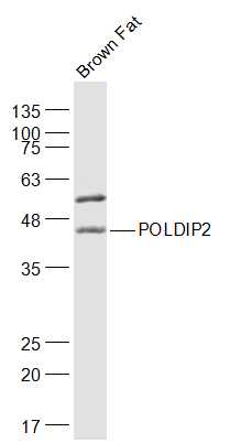Rat brown fat lysates probed with POLDIP2 Polyclonal Antibody, Unconjugated (bs-12756R) at 1:1000 dilution and 4˚C overnight incubation. Followed by conjugated secondary antibody incubation at 1:20000 for 60 min at 37˚C.