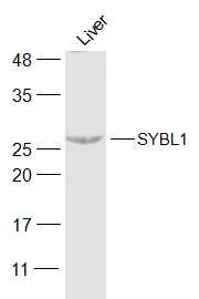 Mouse Liver lysates probed with SYBL1 Polyclonal Antibody, Unconjugated (bs-12852R) at 1:300 dilution and 4˚C overnight incubation. Followed by conjugated secondary antibody incubation at 1:20000 for 60 min at 37˚C.