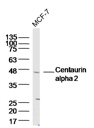 MCF-7 cell lysates probed with Centaurin alpha 2 Polyclonal Antibody, Unconjugated (bs-13841R) at 1:300 dilution and 4˚C overnight incubation. Followed by conjugated secondary antibody incubation at 1:20000 for 60 min at 37˚C.