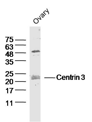 Mouse ovary lysates probed with Centrin 3 Polyclonal Antibody, Unconjugated (bs-13847R) at 1:300 dilution and 4˚C overnight incubation. Followed by conjugated secondary antibody incubation at 1:20000 for 60 min at 37˚C.