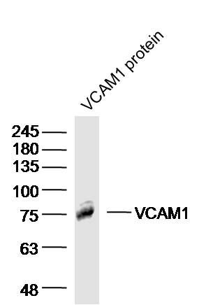 Lane 1: Human VCAM1 protein; Probed with Rabbit Anti-VCAM1 Polyclonal Antibody, Unconjugated (bs-0920R) at 1:300 overnight at 4˚C. Followed by conjugation to secondary antibody at 1:20000 for 90 min at 37˚C.