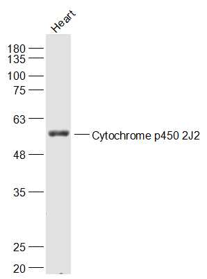 Mouse heart lysates probed with Cytochrome p450 2J2 Polyclonal Antibody, Unconjugated (bs-14181R) at 1:1000 dilution and 4˚C overnight incubation. Followed by conjugated secondary antibody incubation at 1:20000 for 60 min at 37˚C.