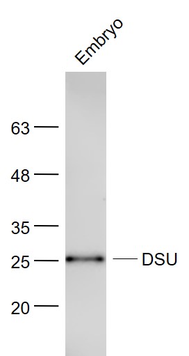 Mouse embryo lysates probed with DSU Polyclonal Antibody, Unconjugated (bs-14433R) at 1:300 dilution and 4˚C overnight incubation. Followed by conjugated secondary antibody incubation at 1:20000 for 60 min at 37˚C.