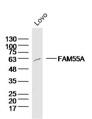 Lovo cell lysates probed with FAM55A Polyclonal Antibody, Unconjugated (bs-16003R) at 1:300 dilution and 4˚C overnight incubation. Followed by conjugated secondary antibody incubation at 1:20000 for 60 min at 37˚C.