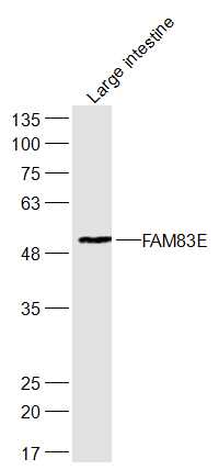 Mouse large intestine lysates probed with FAM83E Polyclonal Antibody, Unconjugated (bs-16016R) at 1:300 dilution and 4˚C overnight incubation. Followed by conjugated secondary antibody incubation at 1:20000 for 60 min at 37˚C.