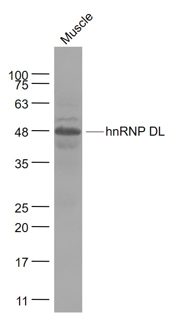 Mouse muscle lysates probed with hnRNP DL Polyclonal Antibody, Unconjugated (bs-17343R) at 1:1000 dilution and 4˚C overnight incubation. Followed by conjugated secondary antibody incubation at 1:20000 for 60 min at 37˚C.