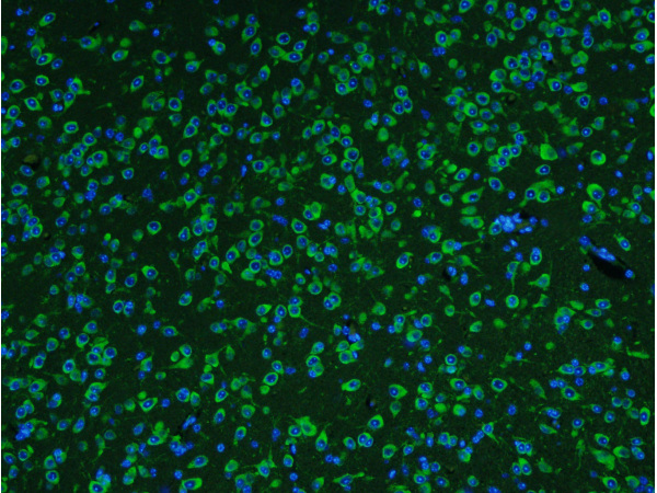 Paraformaldehyde-fixed, paraffin embedded Mouse cerebral cortex; Antigen retrieval by boiling in sodium citrate buffer (pH6.0) for 15min; Block endogenous peroxidase by 3% hydrogen peroxide for 20 minutes; Blocking buffer (normal goat serum) at 37°C for 30min; Antibody incubation with NeuN Polyclonal Antibody, Unconjugated bs-1613R at 1:400 overnight at 4°C, followed by a conjugated Goat Anti-Rabbit IgG antibody (bs-0295G-FITC) for 90 minutes, and DAPI for nuclei staining.
