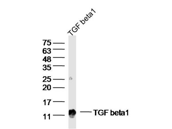 Lane 1: Isolated Transforming growth factor beta-1; Probed with TGF beta 1 Polyclonal Antibody, Unconjugated (bs-0086R) at 1:300 dilution and 4˚C overnight incubation. Followed by conjugated secondary antibody incubation at 1:10000 for 60 min at 37˚C.