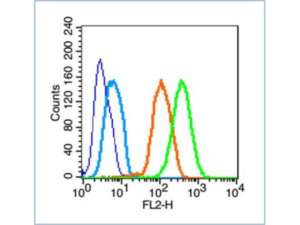 U251 cells probed with NLGN1/NLGN2 Polyclonal Antibody, unconjugated (bs-11098R) at 1:100 dilution for 30 minutes compared to control cells (dark blue), secondary only (light blue) and isotype control (orange)