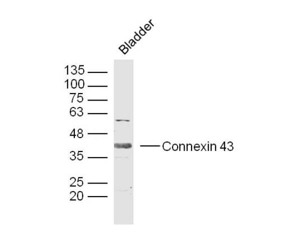 Mouse Bladder lysates probed with Connexin 43 Polyclonal Antibody, Unconjugated (bs-0651R) at 1:300 dilution and 4˚C overnight incubation. Followed by conjugated secondary antibody incubation at 1:10000 for 60 min at 37˚C.