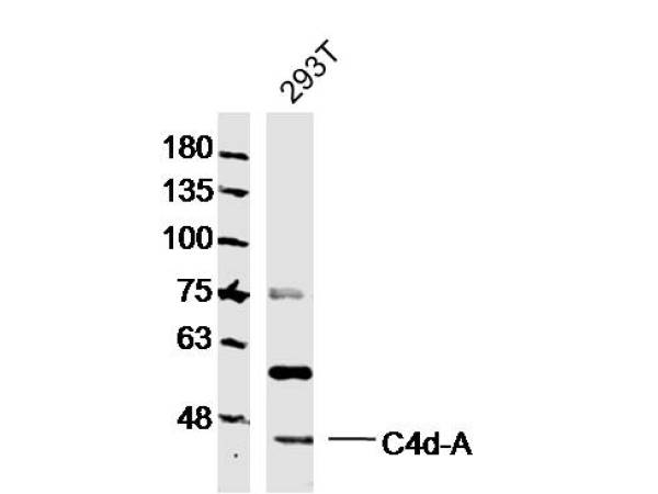 Human 293T lysates probed with C4d-A Polyclonal Antibody, Unconjugated (bs-10453R) at 1:300 dilution and 4˚C overnight incubation. Followed by conjugated secondary antibody incubation at 1:10000 for 60 min at 37˚C.