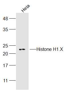 Hela cell lysates probed with Histone H1.X Polyclonal Antibody, Unconjugated (bs-17424R) at 1:300 dilution and 4˚C overnight incubation. Followed by conjugated secondary antibody incubation at 1:20000 for 60 min at 37˚C.