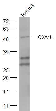Hcclm3 cell lysates probed with OXA1L Polyclonal Antibody, Unconjugated (bs-17574R) at 1:300 dilution and 4˚C overnight incubation. Followed by conjugated secondary antibody incubation at 1:20000 for 60 min at 37˚C.