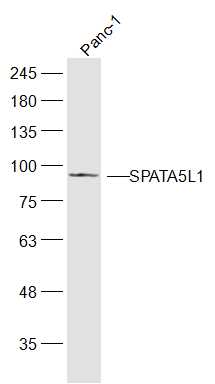 Panc-1 cell lysates probed with SPATA5L1 Polyclonal Antibody, Unconjugated (bs-17632R) at 1:300 dilution and 4˚C overnight incubation. Followed by conjugated secondary antibody incubation at 1:20000 for 60 min at 37˚C.