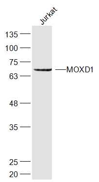 Jurkat cell lysates probed with MOXD1 Polyclonal Antibody, Unconjugated (bs-17733R) at 1:300 dilution and 4˚C overnight incubation. Followed by conjugated secondary antibody incubation at 1:20000 for 60 min at 37˚C.