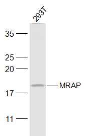 293T cell lysates probed with MRAP Polyclonal Antibody, Unconjugated (bs-17748R) at 1:300 dilution and 4˚C overnight incubation. Followed by conjugated secondary antibody incubation at 1:20000 for 60 min at 37˚C.