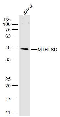 Jurkat cell lysates probed with MTHFSD Polyclonal Antibody, Unconjugated (bs-17880R) at 1:300 dilution and 4˚C overnight incubation. Followed by conjugated secondary antibody incubation at 1:20000 for 60 min at 37˚C.