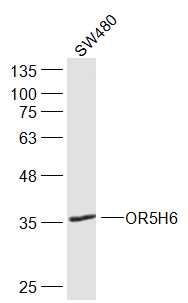 SW480 cell lysates probed with OR5H6 Polyclonal Antibody, Unconjugated (bs-17938R) at 1:300 dilution and 4˚C overnight incubation. Followed by conjugated secondary antibody incubation at 1:20000 for 60 min at 37˚C.