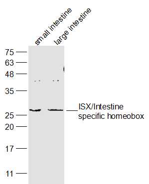 Lane 1: Mouse small intestine lysates; Lane 2: Mouse large intestine lysates probed with ISX/Intestine specific homeobox Polyclonal Antibody, Unconjugated (bs-18172R) at 1:300 dilution and 4˚C overnight incubation. Followed by conjugated secondary antibody incubation at 1:20000 for 60 min at 37˚C.