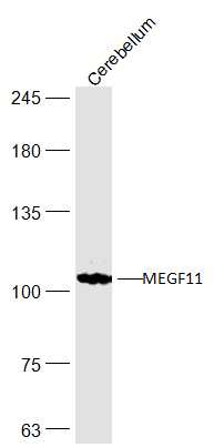 Mouse cerebellum probed with MEGF11 Polyclonal Antibody, Unconjugated (bs-18775R) at 1:300 dilution and 4˚C overnight incubation. Followed by conjugated secondary antibody incubation at 1:20000 for 60 min at 37˚C.