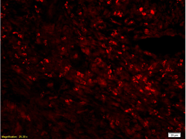 Formalin-fixed and rat colitis tissue labeled with Anti-CD68 Polyclonal Antibody, Unconjugated (bs-0649R) at 1:200 followed by conjugation to the secondary antibody, Goat Anti-Rabbit IgG, Cy5 conjugated(bs-0295G-Cy5),