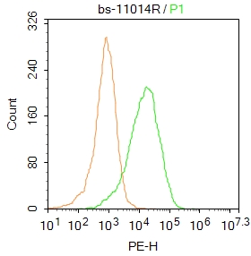 HepG2 cells were fixed with 4% PFA for 10min at room temperature,permeabilized with 20% PBST for 20 min at room temperature, and incubated in 5% BSA blocking buffer for 30 min at room temperature. Cells were then stained with ILVBL Antibody (bs-11014R)at 1:50 dilution in blocking buffer and incubated for 30 min at room temperature, washed twice with 2%BSA in PBS, followed by secondary antibody incubation for 40 min at room temperature. Acquisitions of 20,000 events were performed. Cells stained with primary antibody (green), and isotype control (orange).