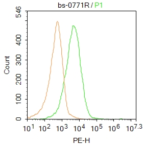 Mouse spleen cells were incubated in 5% BSA blocking buffer for 30 min at room temperature. Cells were then stained with CaMK2 Polyclonal Antibody (bs-0771R) at 1:50 dilution in blocking buffer and incubated for 30 min at room temperature, washed twice with 2%BSA in PBS, followed by secondary antibody incubation for 40 min at room temperature. Acquisitions of 20,000 events were performed. Cells stained with primary antibody (green), and isotype control (orange). Mouse spleen cells were incubated in 5% BSA blocking buffer for 30 min at room temperature. Cells were then stained with CaMK2 Polyclonal Antibody (bs-0771R) at 1:50 dilution in blocking buffer and incubated for 30 min at room temperature, washed twice with 2%BSA in PBS, followed by secondary antibody incubation for 40 min at room temperature. Acquisitions of 20,000 events were performed. Cells stained with primary antibody (green), and isotype control (orange).