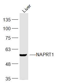 Mouse Liver lysates probed with NAPRT1 Polyclonal Antibody, Unconjugated (bs-19017R) at 1:300 dilution and 4˚C overnight incubation. Followed by conjugated secondary antibody incubation at 1:20000 for 60 min at 37˚C.