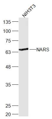 NIH/3T3 cell lysates probed with NARS Polyclonal Antibody, Unconjugated (bs-19023R) at 1:300 dilution and 4˚C overnight incubation. Followed by conjugated secondary antibody incubation at 1:20000 for 60 min at 37˚C.