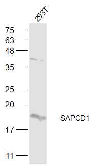293T cell lysates probed with SAPCD1 Polyclonal Antibody, Unconjugated (bs-19387R) at 1:500 dilution and 4˚C overnight incubation. Followed by conjugated secondary antibody incubation at 1:20000 for 60 min at 37˚C.