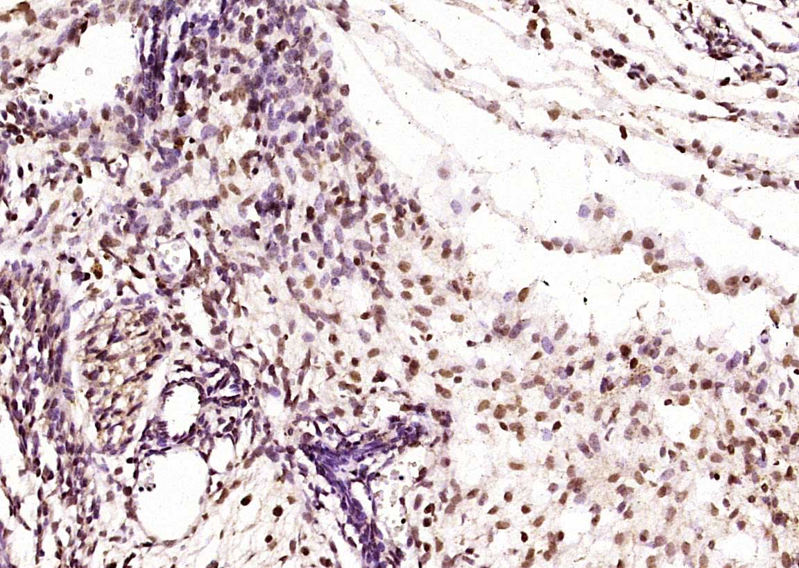 Paraformaldehyde-fixed, paraffin embedded Mouse embryo; Antigen retrieval by boiling in sodium citrate buffer (pH6.0) for 15min; Block endogenous peroxidase by 3% hydrogen peroxide for 20 minutes; Blocking buffer (normal goat serum) at 37°C for 30min; Antibody incubation with SOX2 Polyclonal Antibody, Unconjugated (bs-0523R) at 1:400 overnight at 4°C, DAB staining.