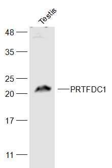 Rat testis lysates probed with PRTFDC1 Polyclonal Antibody, Unconjugated (bs-19446R) at 1:500 dilution and 4˚C overnight incubation. Followed by conjugated secondary antibody incubation at 1:20000 for 60 min at 37˚C.