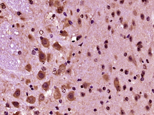 Paraformaldehyde-fixed, paraffin embedded Mouse brain; Antigen retrieval by boiling in sodium citrate buffer (pH6.0) for 15min; Block endogenous peroxidase by 3% hydrogen peroxide for 20 minutes; Blocking buffer (normal goat serum) at 37°C for 30min; Antibody incubation with PRODH Polyclonal Antibody, Unconjugated (bs-5813R) at 1:400 overnight at 4°C, DAB staining.
