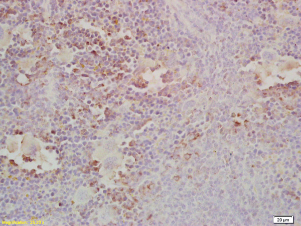 Formalin-fixed and paraffin embedded mouse spleen labeled with Anti-Gab2 Polyclonal Antibody, Unconjugated (bs-2885R) at 1:200, followed by conjugation to the secondary antibody and DAB staining