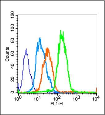 U251 cells fixed with 70% ethanol (Overnight at 4℃) and then permeabilized with 90% ice-cold methanol for 30 min on ice. Cells were incubated in 1 X PBS/2%BSA/10% goat serum to block non-specific protein-protein interactions and then probed with rabbit anti-PPARG Polyclonal Antibody, Unconjugated (bs-0530R) (green) at 1:100 for 30 minutes at room temperature, followed by a FITC conjugated secondary antibody compared to unstained cells (blue), secondary only (light blue), and isotype control (orange).