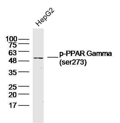 Lane 1: HepG2 Cell lysates; Probed with PPAR Gamma (Ser273) Polyclonal Antibody, unconjugated (bs-4888R) at 1:300 overnight at 4\u00b0C followed by a conjugated secondary antibody for 60 minutes at 37\u00b0C.
