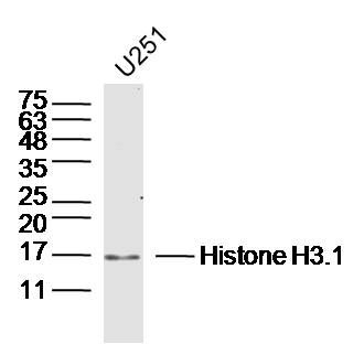 U251 lysates probed with Histone H3.1 Polyclonal Antibody, Unconjugated (bs-17422R) at 1:300 dilution and 4˚C overnight incubation. Followed by conjugated secondary antibody incubation at 1:10000 for 60 min at 37˚C.