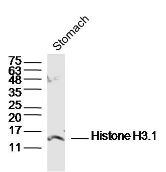 Mouse Stomach tissue probed with Histone H3.1 Polyclonal Antibody, Unconjugated (bs-17422R) at 1:300 dilution and 4˚C overnight incubation. Followed by conjugated secondary antibody incubation at 1:10000 for 60 min at 37˚C.
