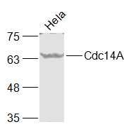 Lane 1: Hela Cell lysates; Probed with Cdc14A Polyclonal Antibody, unconjugated (bs-8614R) at 1:1000 overnight at 4°C followed by a conjugated secondary antibody for 60 minutes at 37°C.