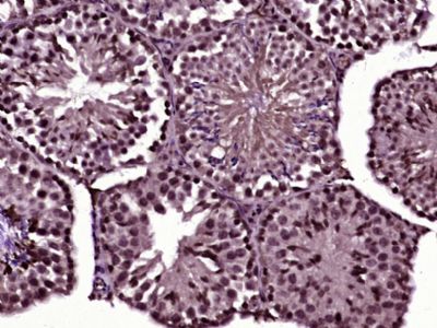 Paraformaldehyde-fixed, paraffin embedded Mouse testis; Antigen retrieval by boiling in sodium citrate buffer (pH6.0) for 15min; Block endogenous peroxidase by 3% hydrogen peroxide for 20 minutes; Blocking buffer (normal goat serum) at 37°C for 30min; Antibody incubation with Cdc14A Polyclonal Antibody, Unconjugated (bs-8614R) at 1:400 overnight at 4°C, followed by secondary staining and DAB staining.
