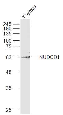 Mouse thymus lysates probed with NUDCD1 Polyclonal Antibody, Unconjugated (bs-19506R) at 1:1000 dilution and 4˚C overnight incubation. Followed by conjugated secondary antibody incubation at 1:20000 for 60 min at 37˚C.