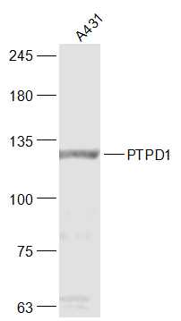 A431 cell lysates probed with PTPD1 Polyclonal Antibody, Unconjugated (bs-19587R) at 1:300 dilution and 4˚C overnight incubation. Followed by conjugated secondary antibody incubation at 1:20000 for 60 min at 37˚C.