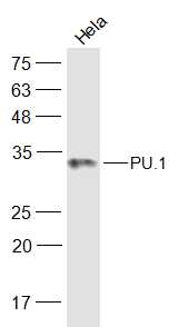 Hela cell lysates probed with PU.1/Spi1 Polyclonal Antibody, Unconjugated (bs-19594R) at 1:300 dilution and 4˚C overnight incubation. Followed by conjugated secondary antibody incubation at 1:20000 for 60 min at 37˚C.